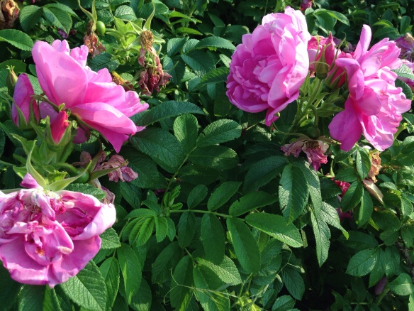 Wild roses in NE Moncton, 14 July 2015 (Dearing)